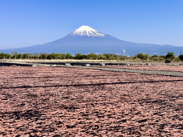 桜えびの天日干し