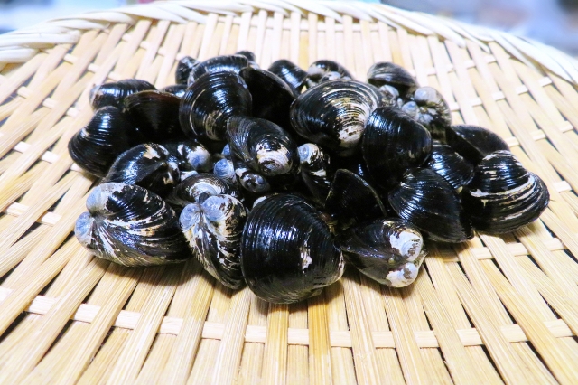 宍道湖の大和しじみ