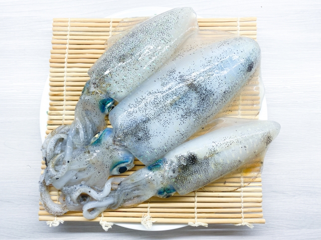 アオリイカ