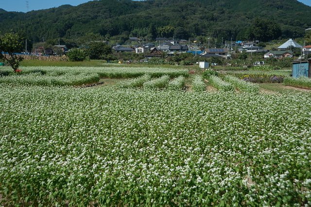 そば畑